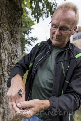 KA_170731_12 / Fraxinus excelsior / Ask <br /> Osmoderma eremita / Eremitt