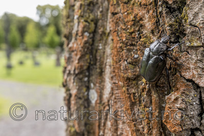 KA_170731_2 / Fraxinus excelsior / Ask <br /> Osmoderma eremita / Eremitt