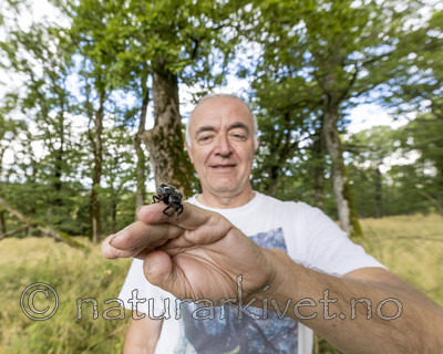 KA_170802_31 / Osmoderma eremita / Eremitt