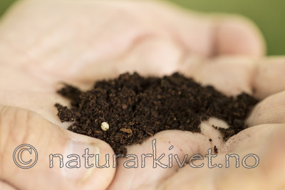 KA_170802_40 / Osmoderma eremita / Eremitt