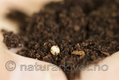 KA_170802_41 / Osmoderma eremita / Eremitt