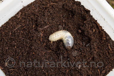 KA_170802_70 / Osmoderma eremita / Eremitt