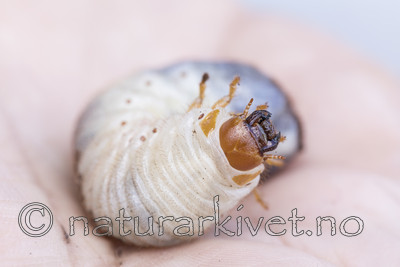 KA_170802_81 / Osmoderma eremita / Eremitt