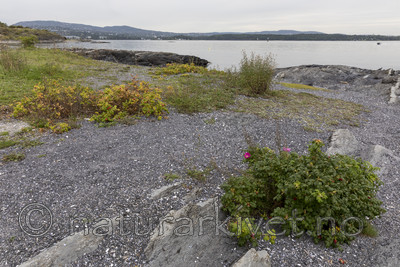 KA_170831_3 / Rosa rugosa / Rynkerose