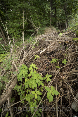 KA_170908_19 / Impatiens parviflora / Mongolspringfrø