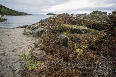 KA_170908_24 / Rosa rugosa / Rynkerose