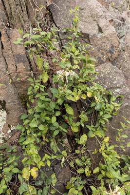 KA_170908_3 / Lonicera periclymenum / Vivendel