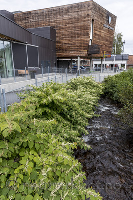 KA_170908_4 / Reynoutria japonica / Parkslirekne