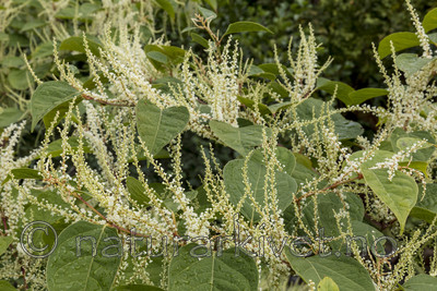 KA_170908_7 / Reynoutria japonica / Parkslirekne