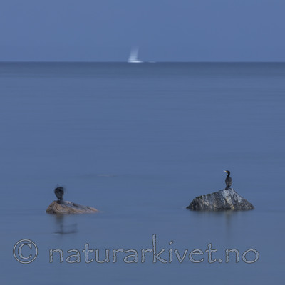 KA_170910_1 / Phalacrocorax carbo / Storskarv