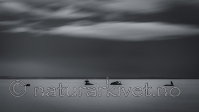 KA_170910_13 / Phalacrocorax carbo / Storskarv