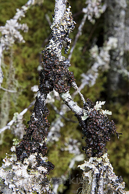 KA_170920_96 / Erioderma pedicellatum / Trønderlav