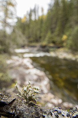KA_170922_29 / Ramalina dilacerata / Småragg