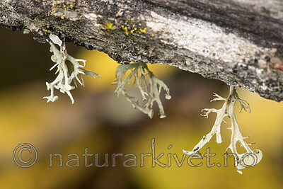 KA_170922_35 / Ramalina dilacerata / Småragg <br /> Ramalina sinensis / Flatragg