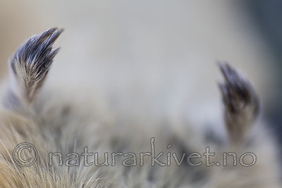 KA_170923_136 / Lemmus lemmus / Lemen