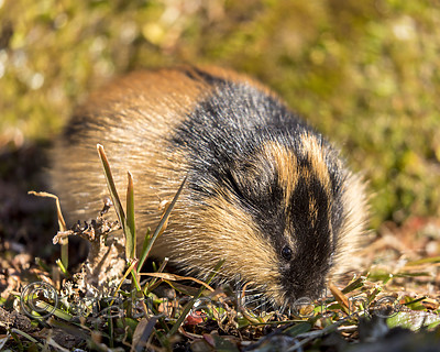 KA_170923_94 / Lemmus lemmus / Lemen