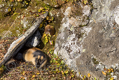 KA_170923_97 / Lemmus lemmus / Lemen