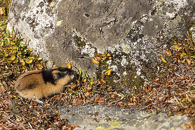 KA_170923_99 / Lemmus lemmus / Lemen