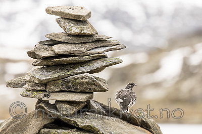 KA_170924_227 / Lagopus muta / Fjellrype