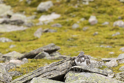 KA_170924_254 / Lagopus muta / Fjellrype