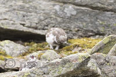 KA_170924_258 / Lagopus muta / Fjellrype