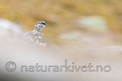 KA_170924_283 / Lagopus muta / Fjellrype