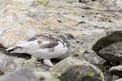 KA_170924_290 / Lagopus muta / Fjellrype