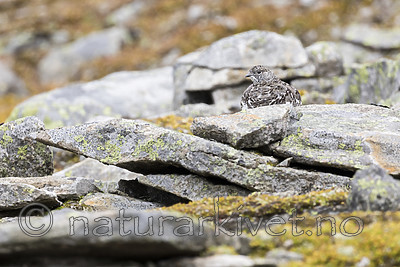 KA_170924_292 / Lagopus muta / Fjellrype