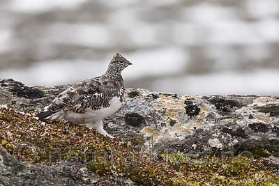 KA_170924_337 / Lagopus muta / Fjellrype