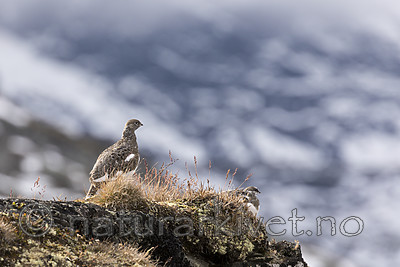 KA_170924_350 / Lagopus muta / Fjellrype
