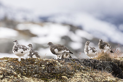 KA_170924_352 / Lagopus muta / Fjellrype
