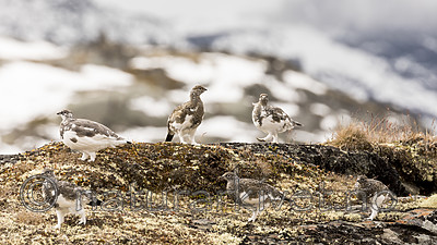 KA_170924_355 / Lagopus muta / Fjellrype