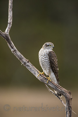 KA_171014_133 / Accipiter nisus / Spurvehauk
