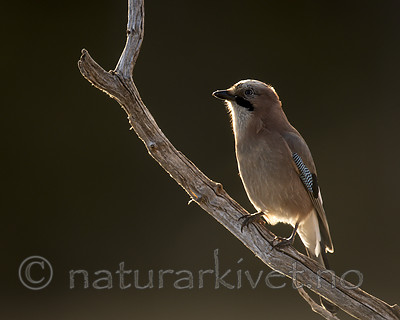 KA_171014_156 / Garrulus glandarius / Nøtteskrike