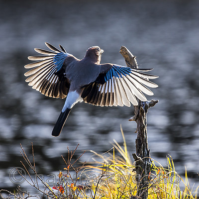 KA_171014_185 / Garrulus glandarius / Nøtteskrike