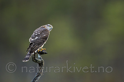 KA_171014_20 / Accipiter nisus / Spurvehauk