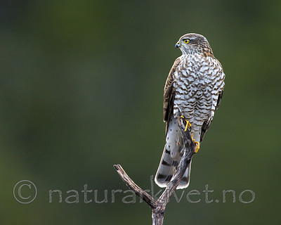 KA_171014_45 / Accipiter nisus / Spurvehauk