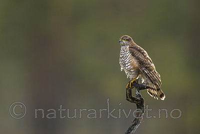 KA_171014_57 / Accipiter nisus / Spurvehauk