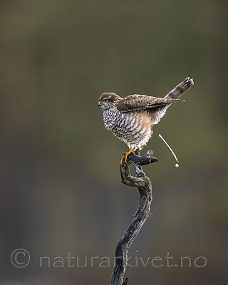 KA_171014_96 / Accipiter nisus / Spurvehauk
