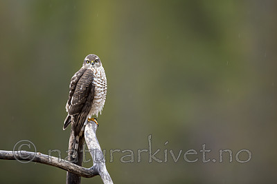 KA_171015_13 / Accipiter nisus / Spurvehauk