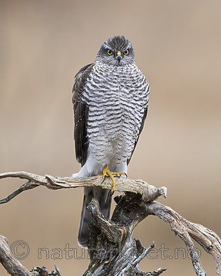 KA_171015_154 / Accipiter nisus / Spurvehauk