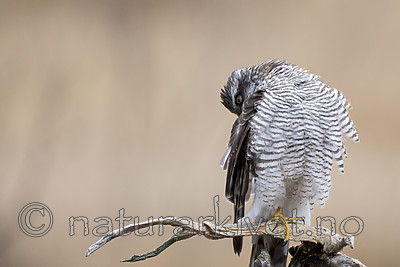 KA_171015_160 / Accipiter nisus / Spurvehauk