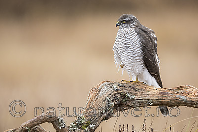 KA_171015_176 / Accipiter nisus / Spurvehauk