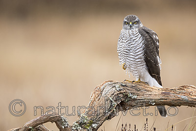 KA_171015_177 / Accipiter nisus / Spurvehauk