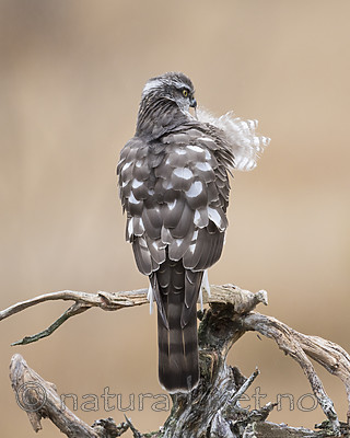 KA_171015_215 / Accipiter nisus / Spurvehauk