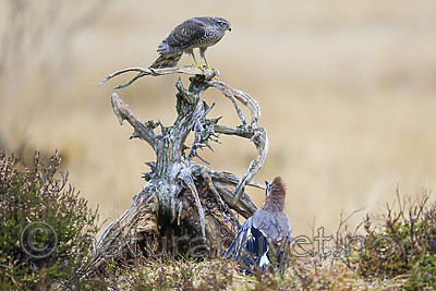 KA_171015_235 / Accipiter nisus / Spurvehauk