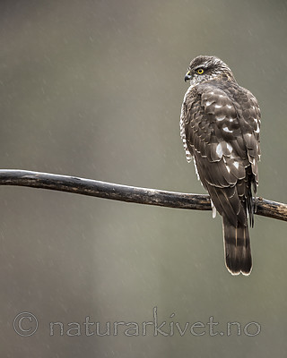 KA_171015_261 / Accipiter nisus / Spurvehauk