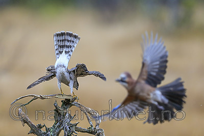 KA_171015_276 / Accipiter nisus / Spurvehauk