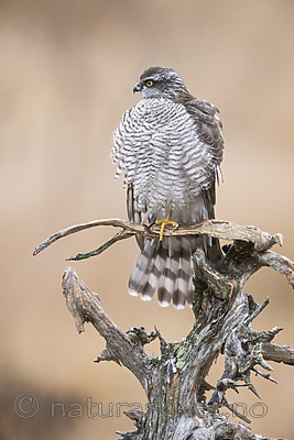 KA_171015_308 / Accipiter nisus / Spurvehauk