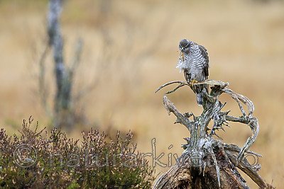 KA_171015_312 / Accipiter nisus / Spurvehauk